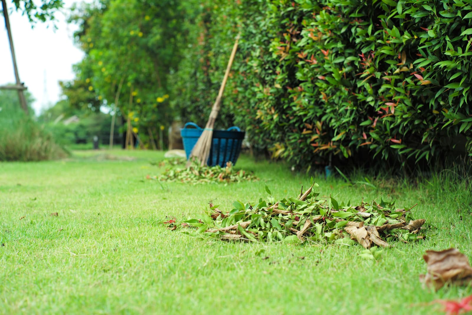 Full Landscaping Cleanup