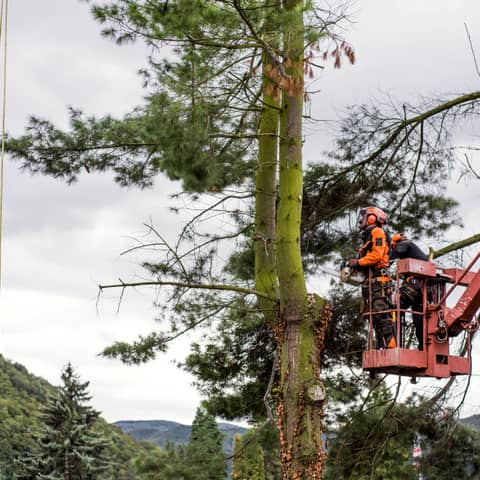 Tree Removal & Tree Service