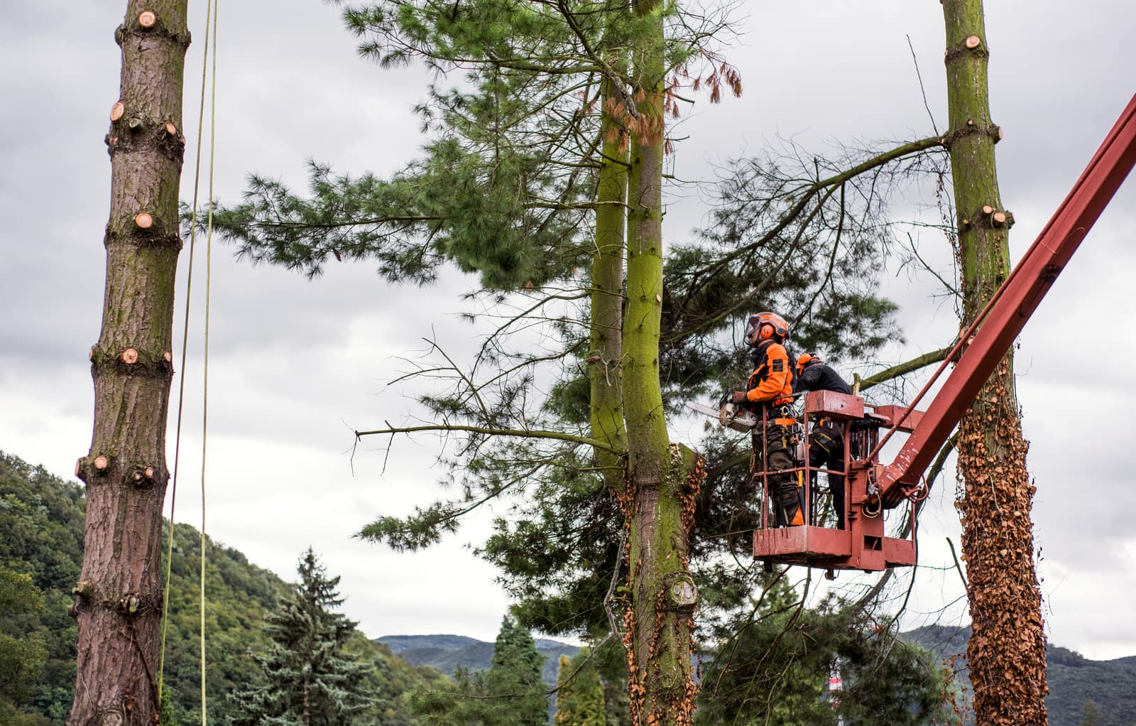 Tree Removal & Tree Service